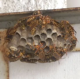 アシナガバチ巣握りこぶし大