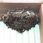 アシナガバチ巣手のひら大