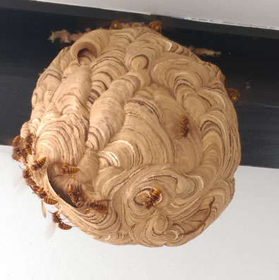 スズメバチ巣バレーボール大