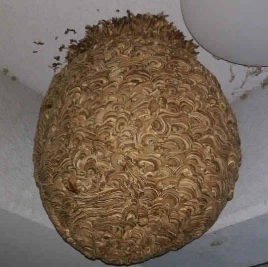 スズメバチ巣普通自動車タイヤ大