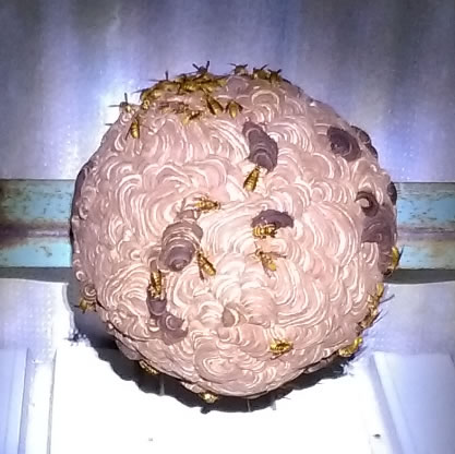 スズメバチ巣原付タイヤ大