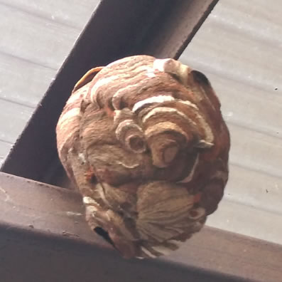 スズメバチ巣ハンドボール大