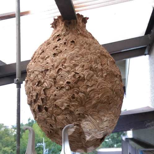 スズメバチ巣軽自動車タイヤ大