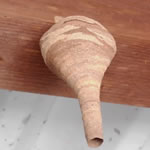 コガタスズメバチ標準