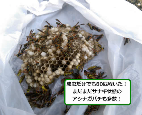 アシナガバチの巣