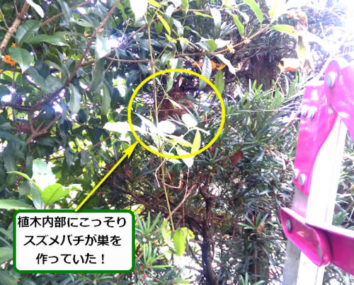 スズメバチ駆除植木