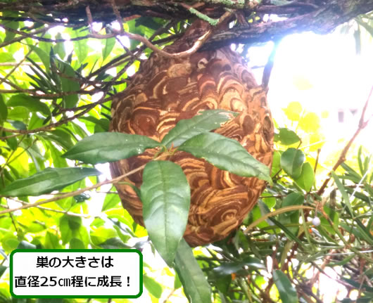 スズメバチの巣駆除植木