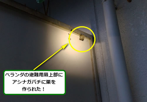 アシナガバチ駆除ベランダ