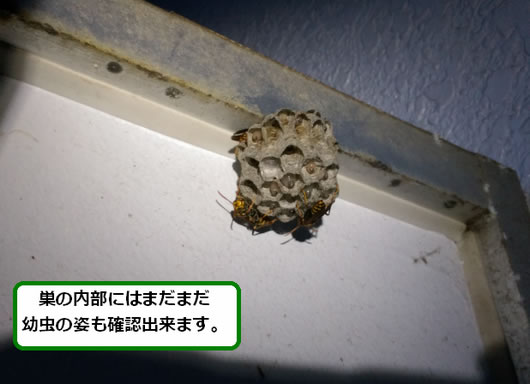 アシナガバチの巣駆除ベランダ