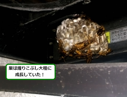 アシナガバチ駆除ベランダ