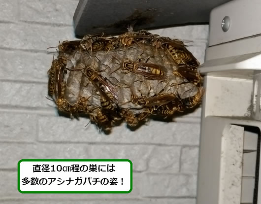 アシナガバチの巣駆除室外機