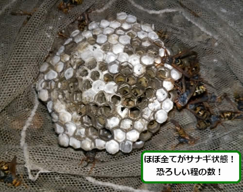 アシナガバチの巣