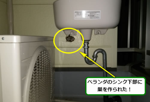 アシナガバチ駆除シンク下部