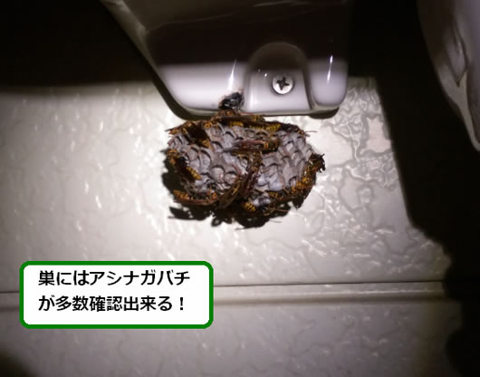 アシナガバチの巣駆除シンク下部