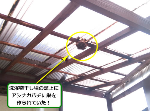 アシナガバチ駆除トタン屋根
