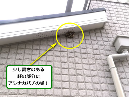 アシナガバチ駆除軒先