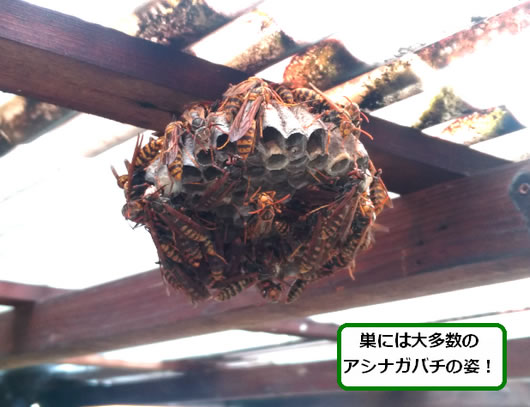アシナガバチの巣駆除トタン屋根
