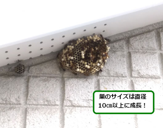 アシナガバチの巣駆除軒先