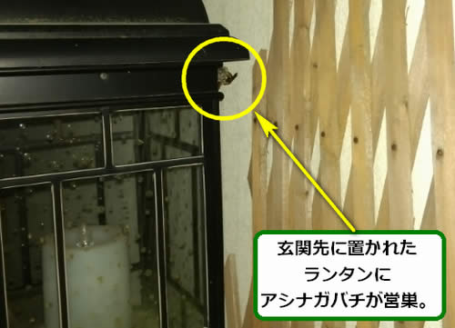 アシナガバチ駆除ランタン