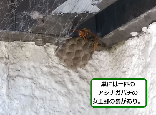 アシナガバチの巣駆除トタン屋根