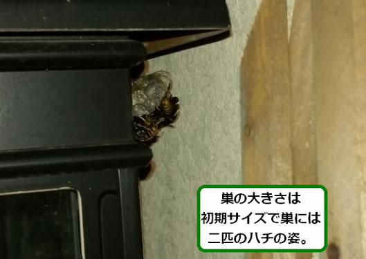アシナガバチの巣駆除ランタン