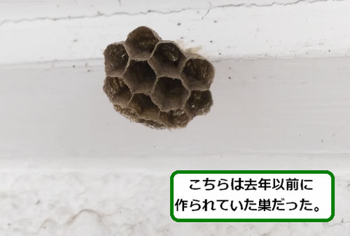 アシナガバチの巣駆除軒下
