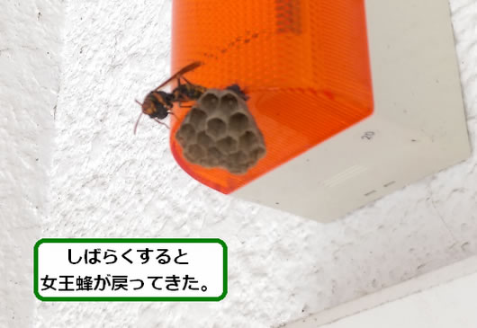 アシナガバチの巣駆除パトライト