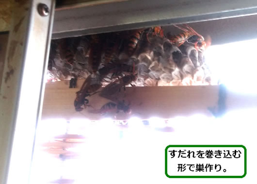 アシナガバチの巣駆除窓サッシ