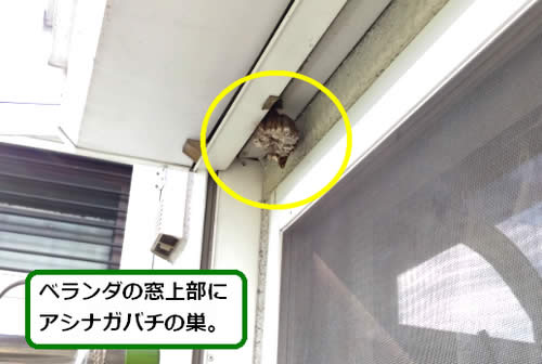アシナガバチ駆除窓サッシ