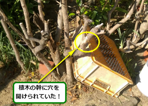 クマバチ駆除植木