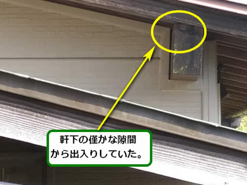 スズメバチ侵入口調査軒下