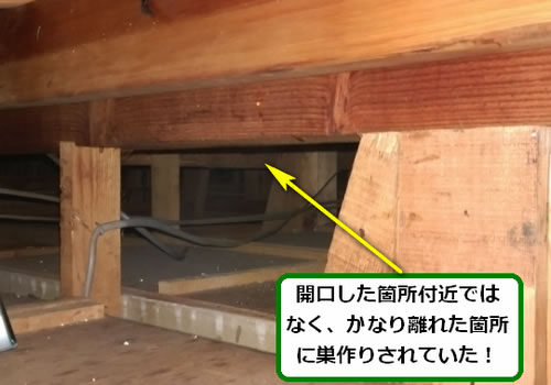 スズメバチの巣駆除一階天井裏