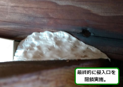 スズメバチ侵入口閉鎖