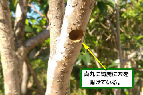 クマバチ出入り植木幹