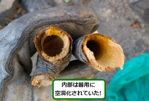 クマバチ駆除植木幹内部