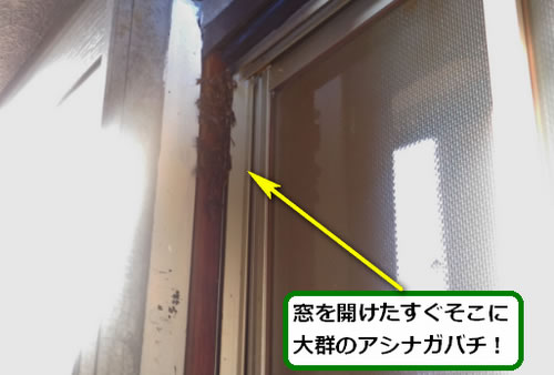 アシナガバチ駆除窓枠
