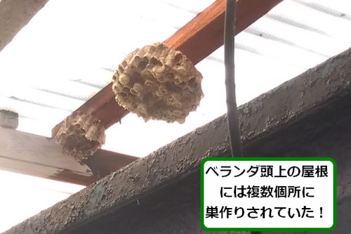 アシナガバチの巣駆除ベランダ屋根