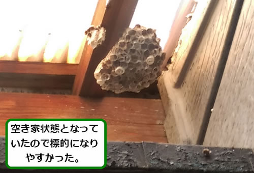 アシナガバチの巣駆除ベランダ屋根