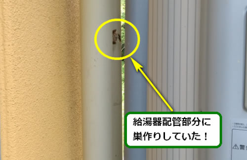 アシナガバチ駆除ベランダ死角