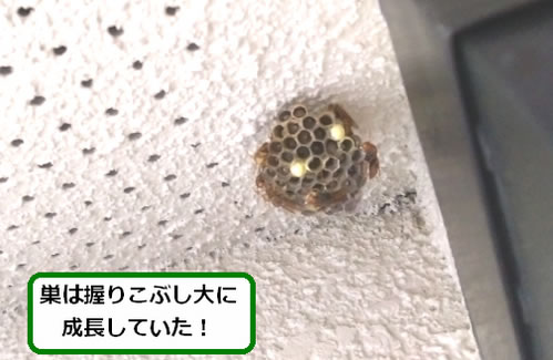 アシナガバチの巣駆除軒下