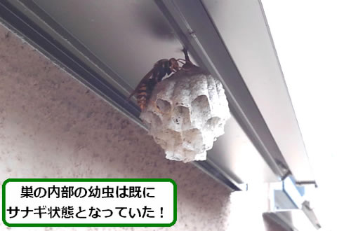 アシナガバチの巣駆除死角窓サッシ