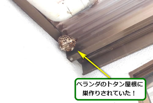 アシナガバチ駆除トタン屋根