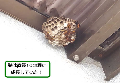 アシナガバチの巣駆除トタン屋根