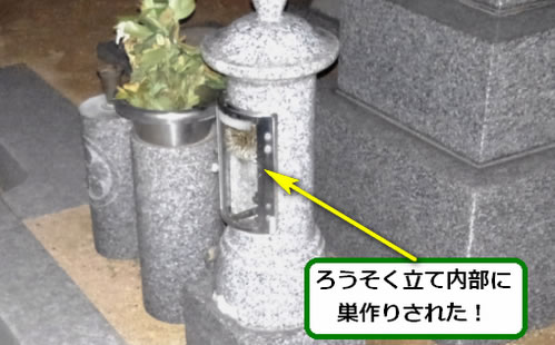 アシナガバチ駆除お墓