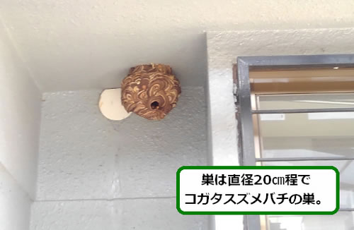 コガタスズメバチの巣駆除軒下