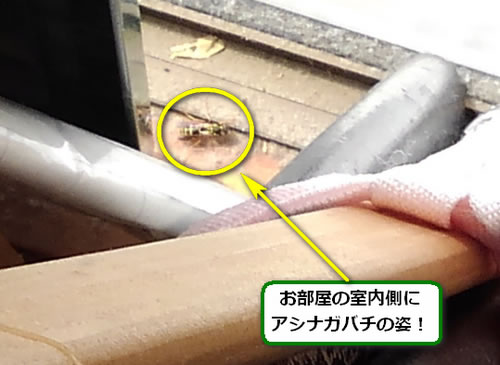 アシナガバチ駆除女王蜂