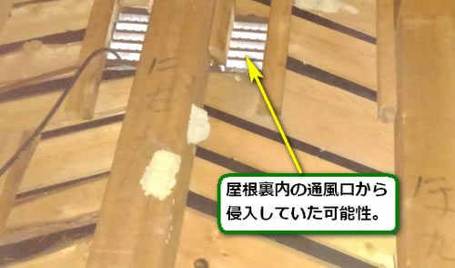 アシナガバチ侵入口屋根裏