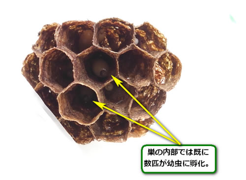 アシナガバチの巣幼虫孵化