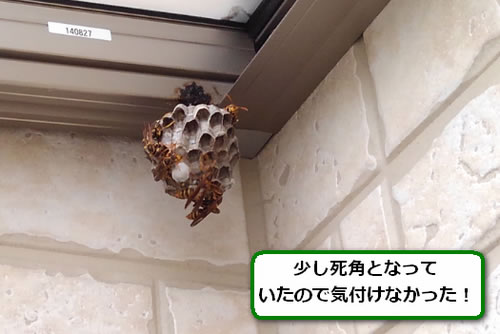 アシナガバチの巣駆除ベランダ