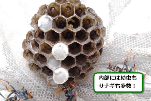 アシナガバチの巣内部
